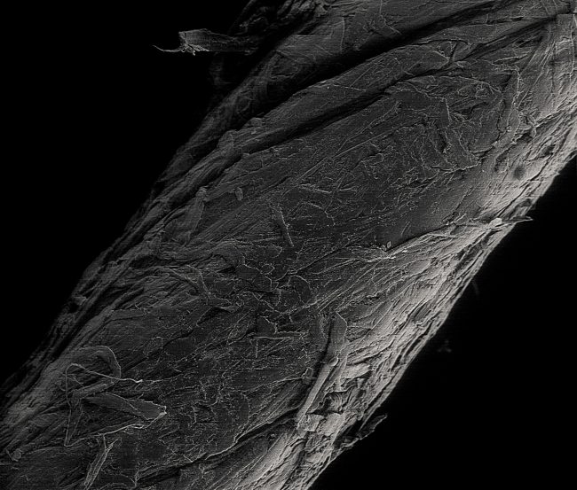 Paperyarn Dry Microscopic Picture