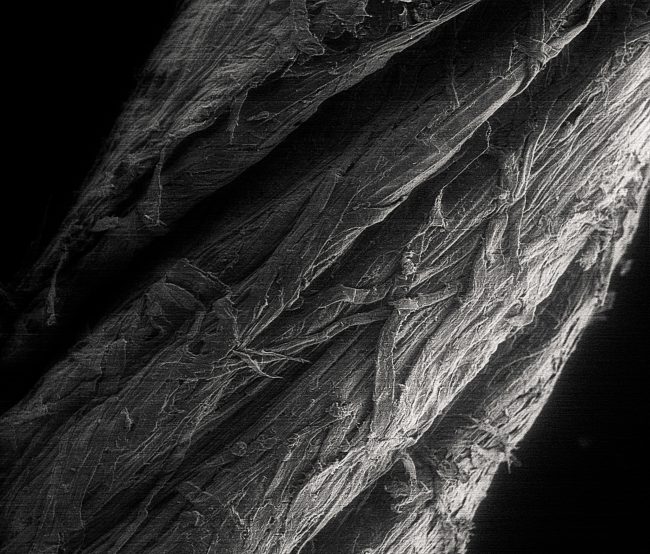 Paperyarn Wet Microscopic Picture