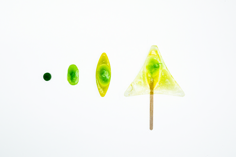 Diatoms_15_H.Asaka,J.Neyenhuys,C.Rotenberg,A.Teittinen,K.Schneider