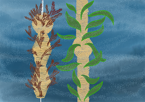 Strung Seabombs vertically on ropes to optimise sunlight exposure.