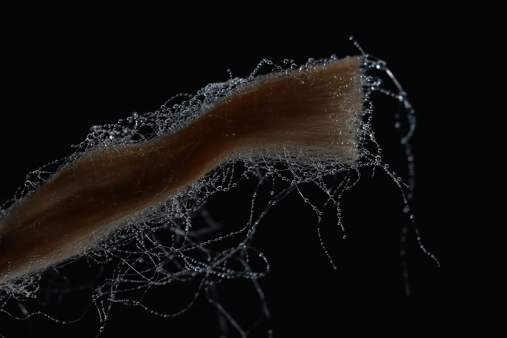 BarkSkin